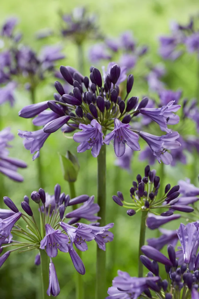 Schmucklilie 'Poppin Purple' (Agapanthus) – winterharte Staude, Topf-Ø 19 cm, Höhe ca. 30 cm