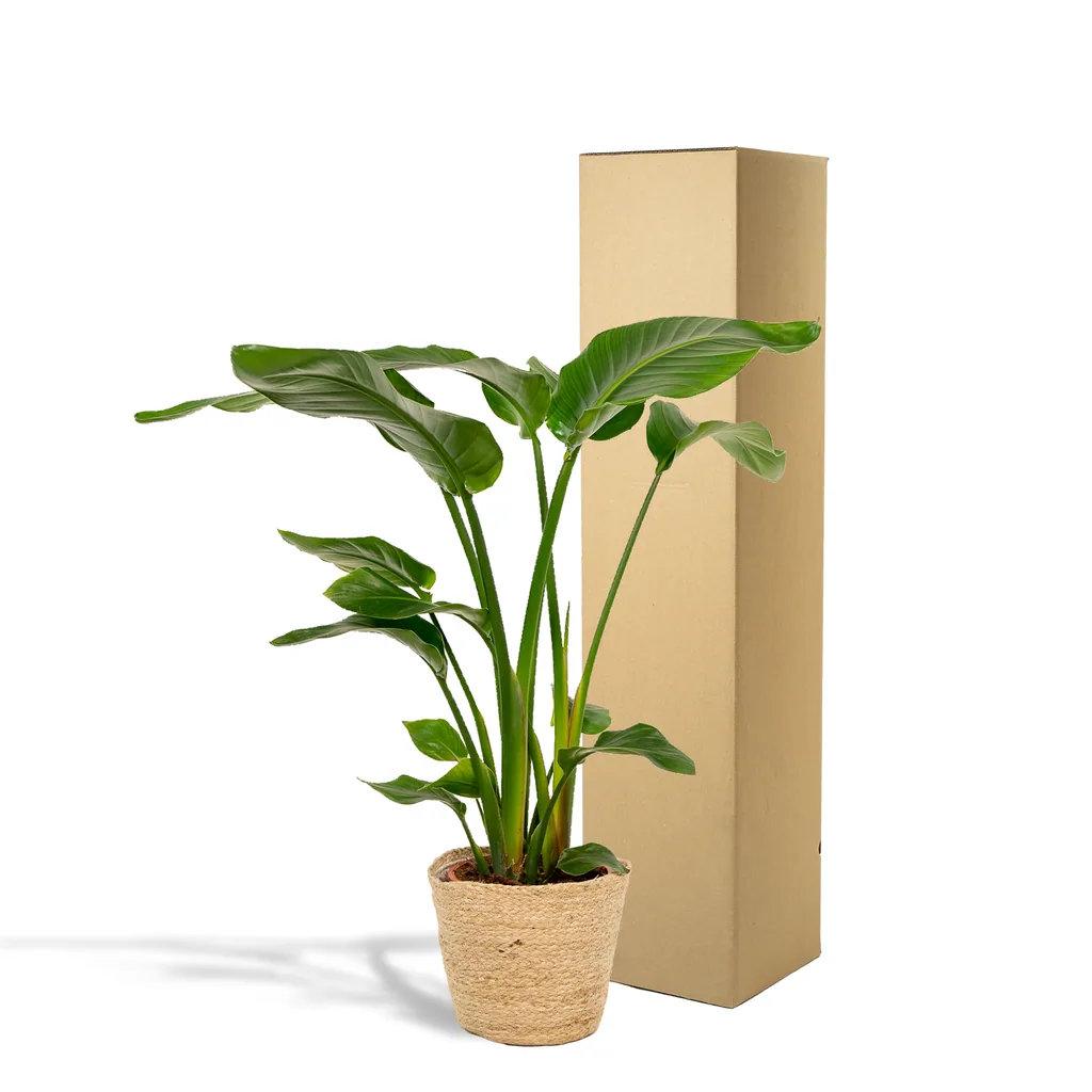 Baumstrelitzie (Strelitzia nicolai) – pflegeleichte Zimmerpflanze, im Korb „Selin“, Topf-Ø 19 cm, Höhe ca. 90 cm