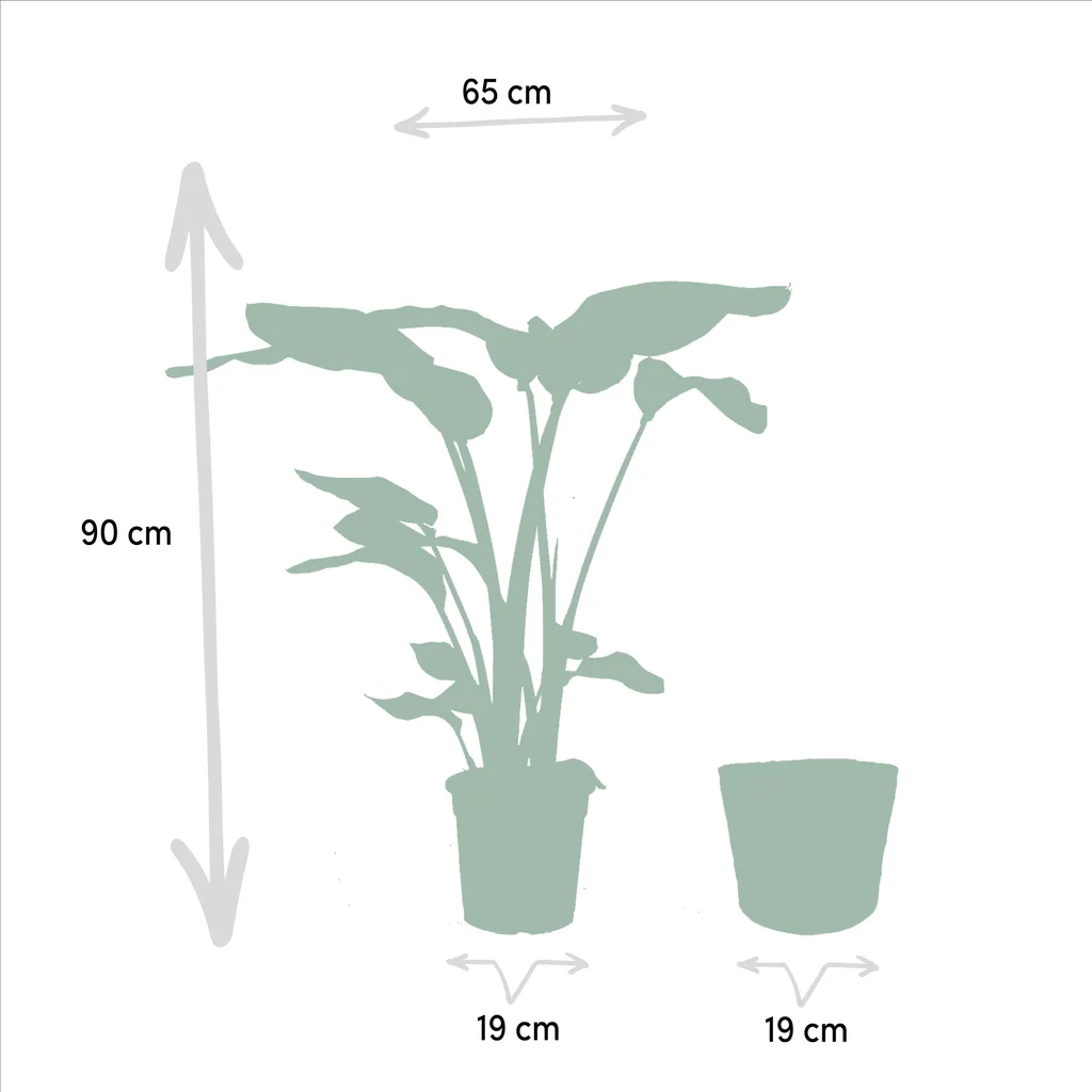 Baumstrelitzie (Strelitzia nicolai) – pflegeleichte Zimmerpflanze, im Korb „Selin“, Topf-Ø 19 cm, Höhe ca. 90 cm