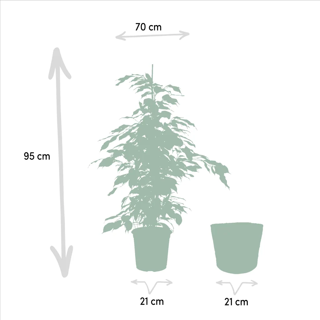 Birkenfeige 'Danielle' (Ficus benjamina) – pflegeleichte Zimmerpflanze, im Korb „Selin“, Topf-Ø 21 cm, Höhe ca. 95 cm