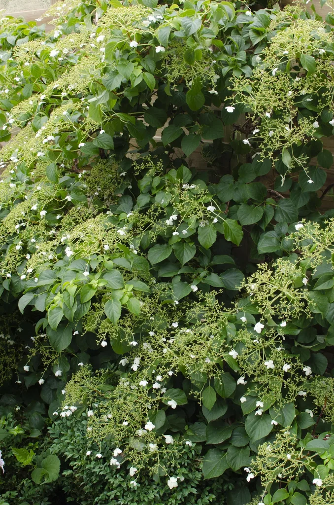 Kletterhortensie 4er-Set (Hydrangea petiolaris) – winterharte Kletterpflanze, Höhe ca. 65 cm