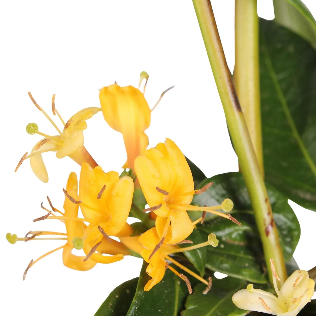Immergrünes Geißblatt 3er-Set (Lonicera henryi) – winterharte Kletterpflanze, Höhe ca. 65 cm