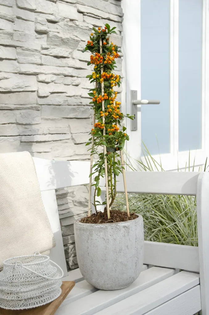 Feuerdorn 'Orange Glow' 4er-Set (Pyracantha coccinea) – winterharter Zierstrauch, Höhe ca. 65 cm