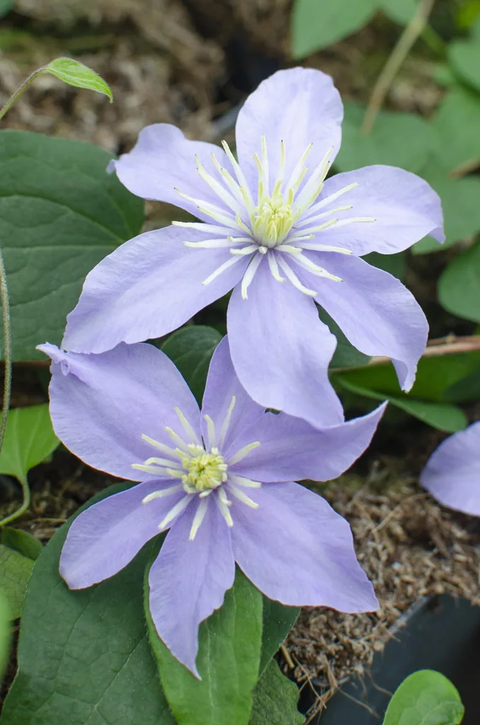 Waldrebe 'Justa' 3er-Set (Clematis) – winterharte Kletterpflanze, Topf-Ø 15 cm, Höhe ca. 65 cm