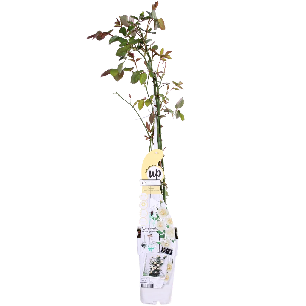 Rose 'Vanilla' 3er-Set (Rosa) – winterharter Blütenstrauch, Topf-Ø 15 cm, Höhe ca. 65 cm
