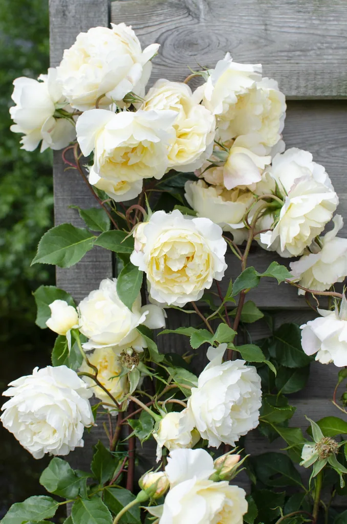 Rose 'Vanilla' 3er-Set (Rosa) – winterharter Blütenstrauch, Topf-Ø 15 cm, Höhe ca. 65 cm