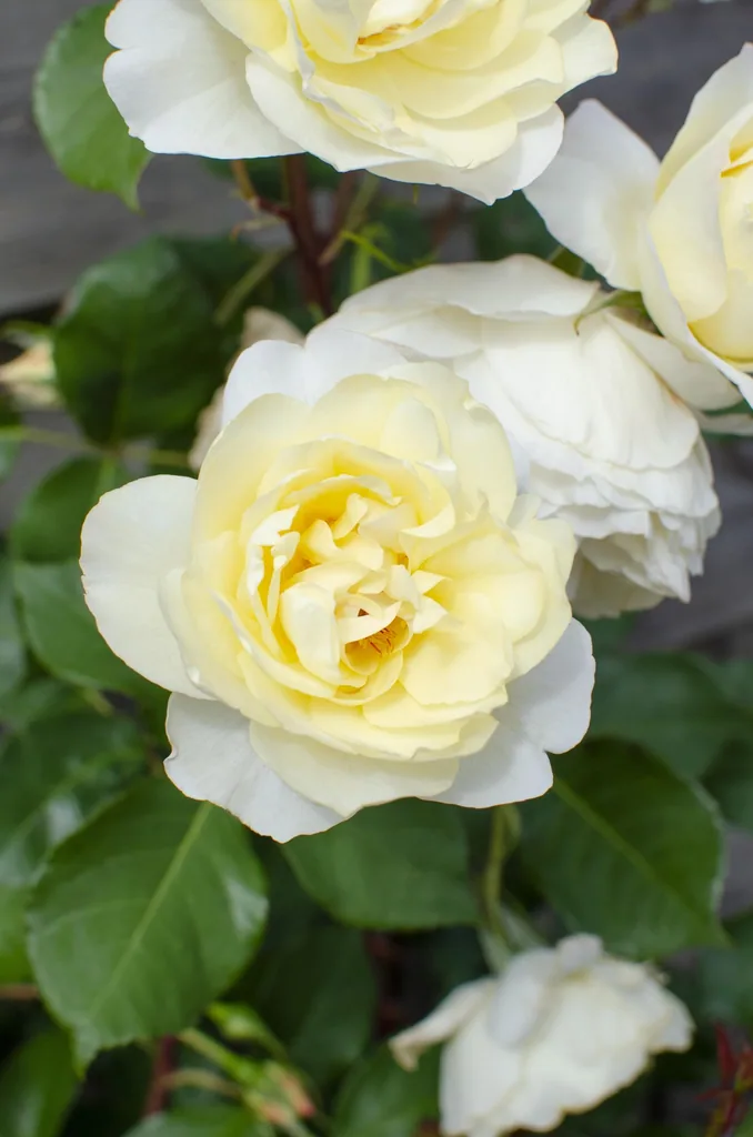Rose 'Vanilla' 3er-Set (Rosa) – winterharter Blütenstrauch, Topf-Ø 15 cm, Höhe ca. 65 cm