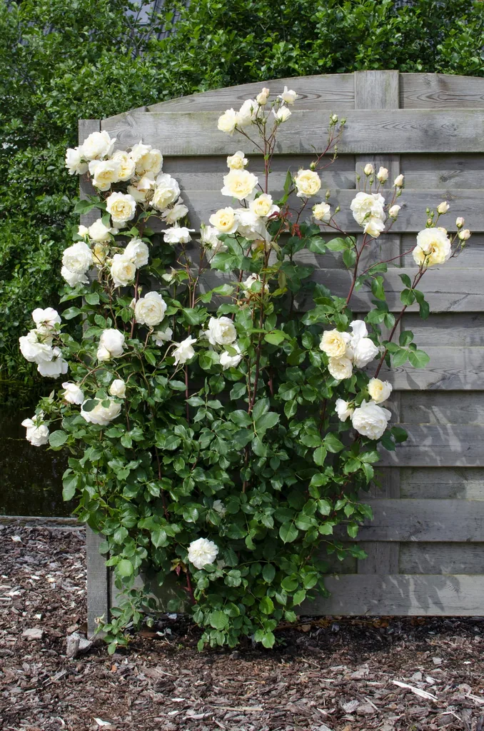 Rose 'Vanilla' 3er-Set (Rosa) – winterharter Blütenstrauch, Topf-Ø 15 cm, Höhe ca. 65 cm