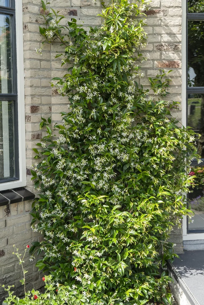 Sternjasmin 3er-Set (Trachelospermum jasminoides) – winterharte Kletterpflanze, Höhe ca. 65 cm