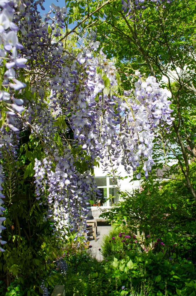 Chinesischer Blauregen 'Caroline' 2er-Set (Wisteria sinensis) – winterharte Kletterpflanze, Höhe ca. 65 cm