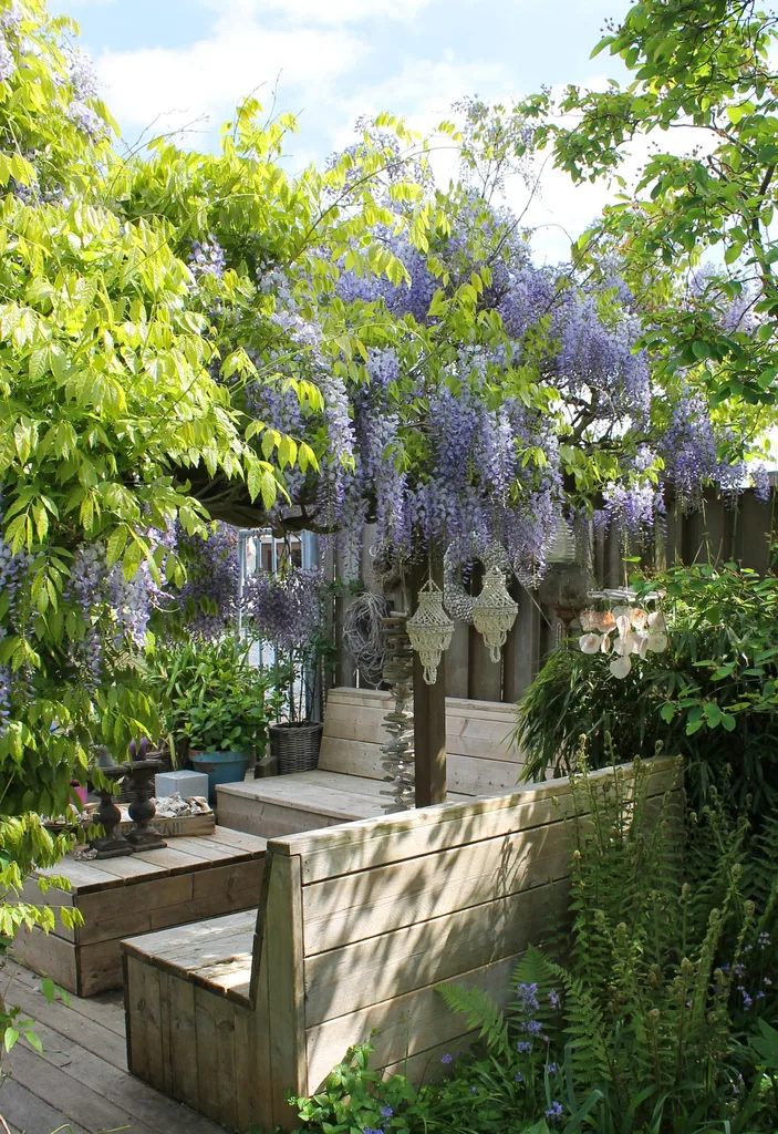 Chinesischer Blauregen 'Caroline' 2er-Set (Wisteria sinensis) – winterharte Kletterpflanze, Höhe ca. 65 cm