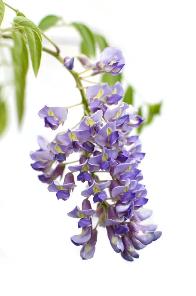 Chinesischer Blauregen 'Prolific' 2er-Set (Wisteria sinensis) – winterharte Kletterpflanze, Höhe ca. 65 cm