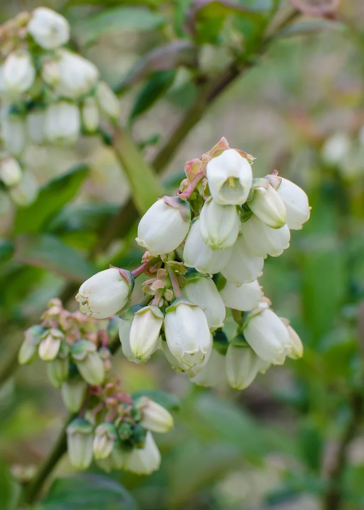 Heidelbeere 'Reka' (Vaccinium corymbosum) – frühe Kulturheidelbeere, selbstfruchtbar, 5er-Set, Topf-Ø 13 cm, Höhe ca. 45 cm