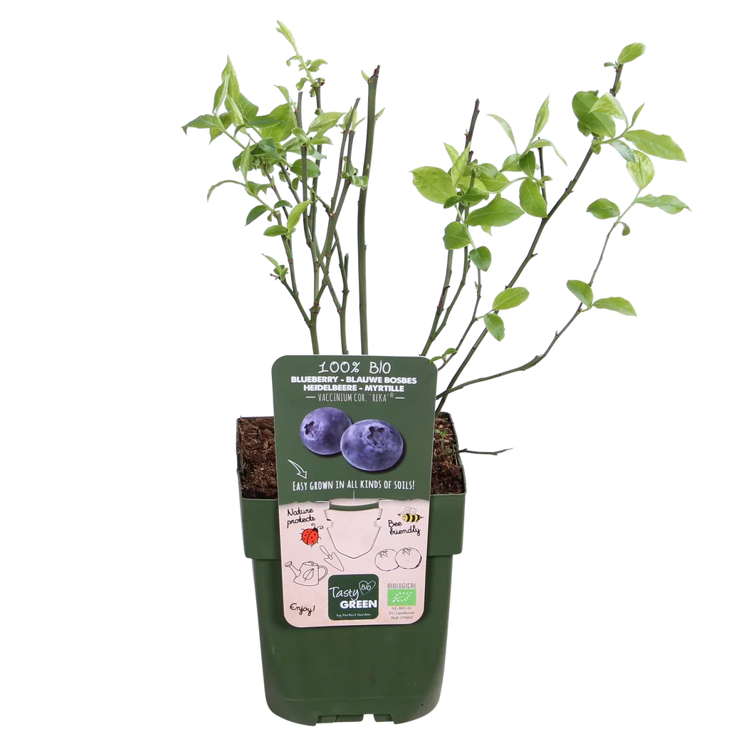 Heidelbeere 'Reka' (Vaccinium corymbosum) – frühe Kulturheidelbeere, selbstfruchtbar, 5er-Set, Topf-Ø 13 cm, Höhe ca. 45 cm
