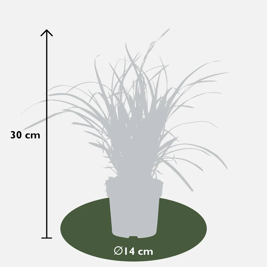 Japan-Segge 'Ice Dance' 3er-Set (Carex morrowii) – winterhartes Ziergras, Topf-Ø 14 cm, Höhe ca. 30 cm
