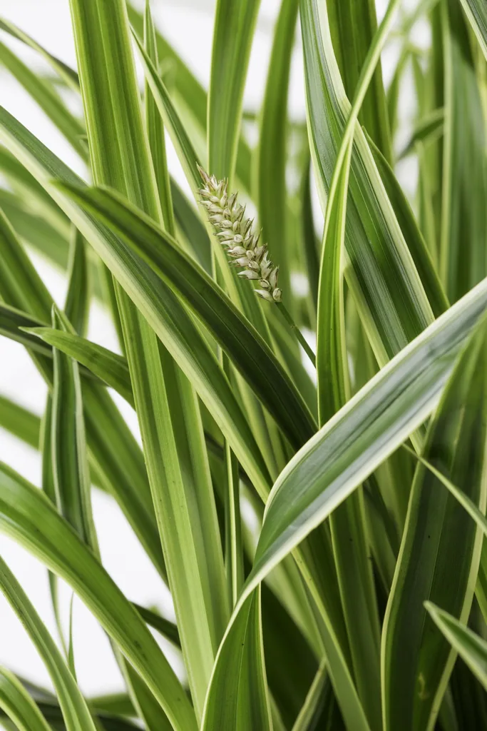 Japan-Segge 'Ice Dance' 3er-Set (Carex morrowii) – winterhartes Ziergras, Topf-Ø 14 cm, Höhe ca. 30 cm