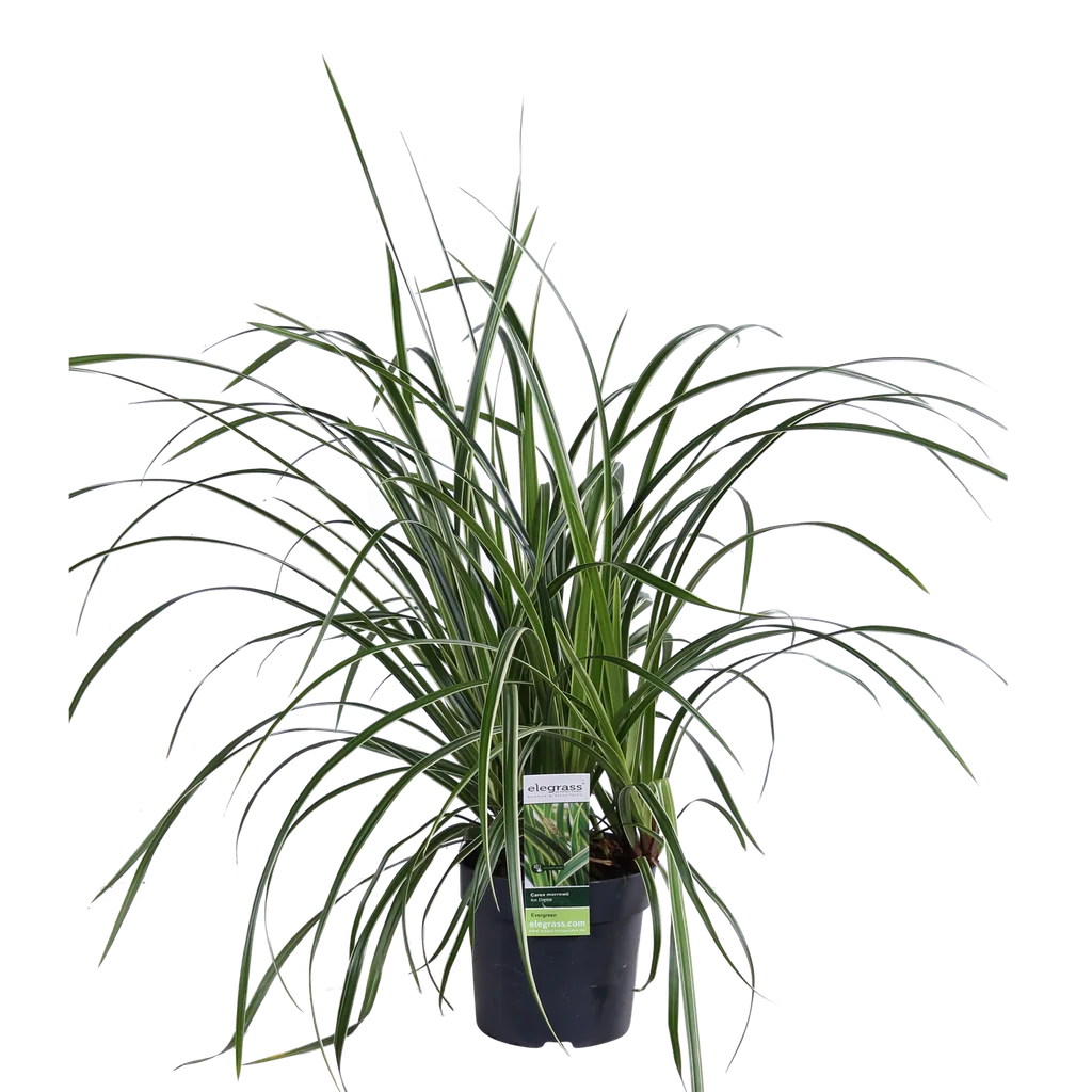 Japan-Segge 'Ice Dance' 3er-Set (Carex morrowii) – winterhartes Ziergras, Topf-Ø 14 cm, Höhe ca. 30 cm
