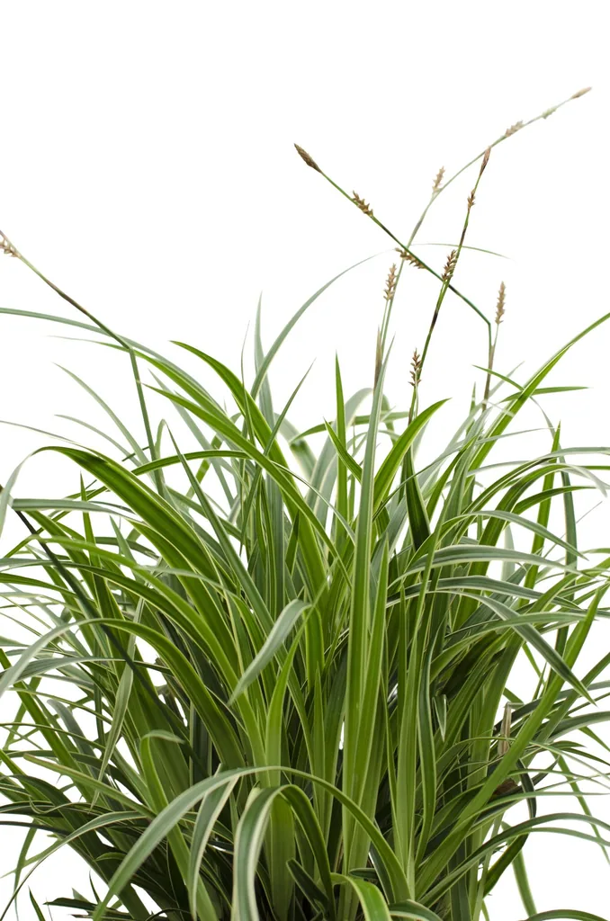 Japan-Segge 'Ice Dance' 3er-Set (Carex morrowii) – winterhartes Ziergras, Topf-Ø 14 cm, Höhe ca. 30 cm