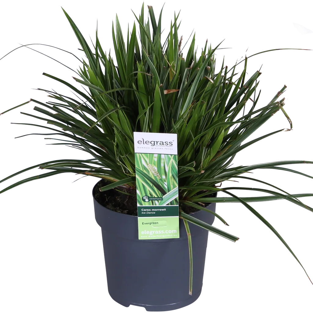 Japan-Segge 'Ice Dance' 3er-Set (Carex morrowii) – winterhartes Ziergras, Topf-Ø 14 cm, Höhe ca. 30 cm