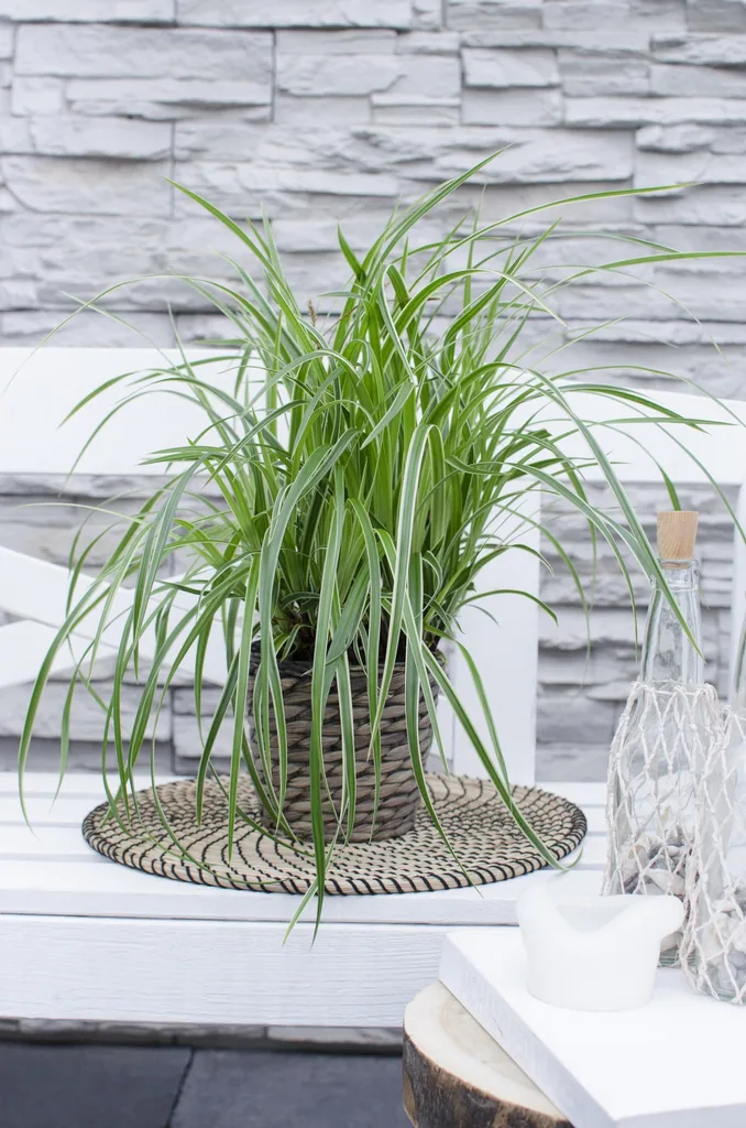 Japan-Segge 'Ice Dance' 3er-Set (Carex morrowii) – winterhartes Ziergras, Topf-Ø 14 cm, Höhe ca. 30 cm