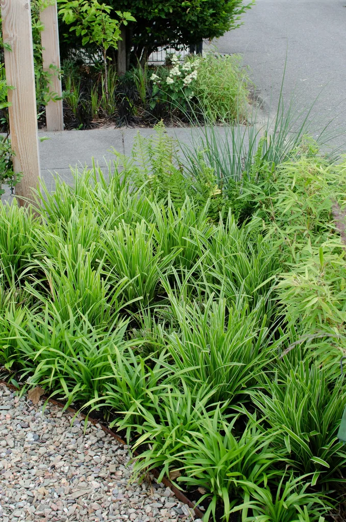 Japan-Segge 'Ice Dance' 3er-Set (Carex morrowii) – winterhartes Ziergras, Topf-Ø 14 cm, Höhe ca. 30 cm