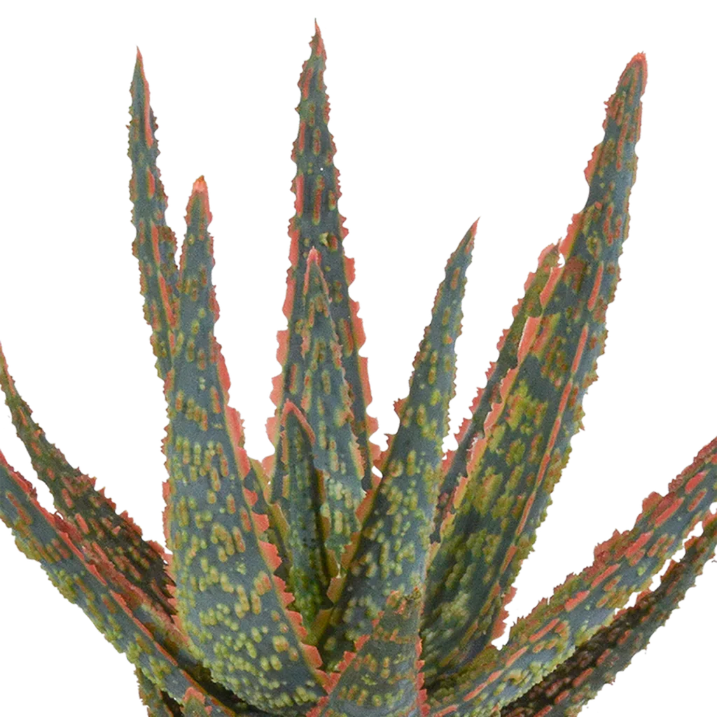 Aloe 'Dannyz' (Aloe zebrina) – pflegeleichte Zimmerpflanze, im weißen Topf
