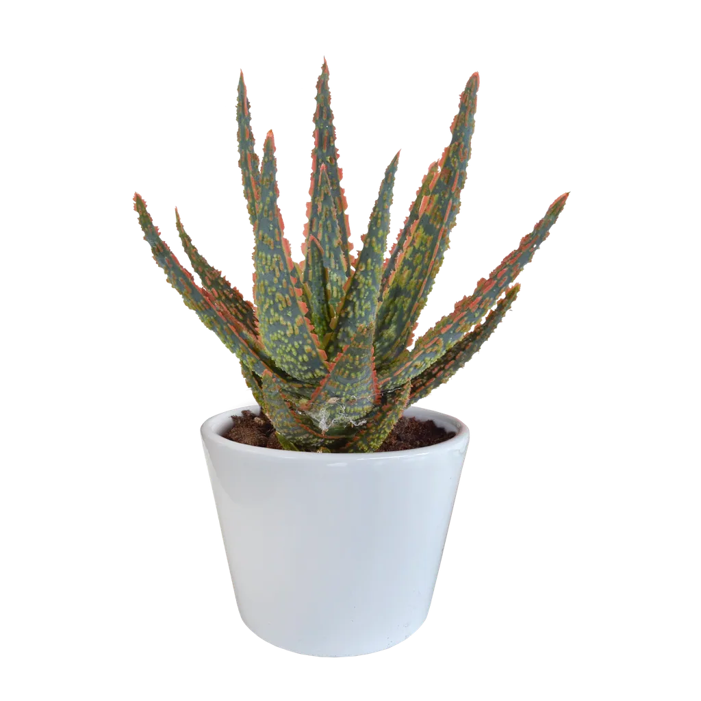 Aloe 'Dannyz' (Aloe zebrina) – pflegeleichte Zimmerpflanze, im weißen Topf