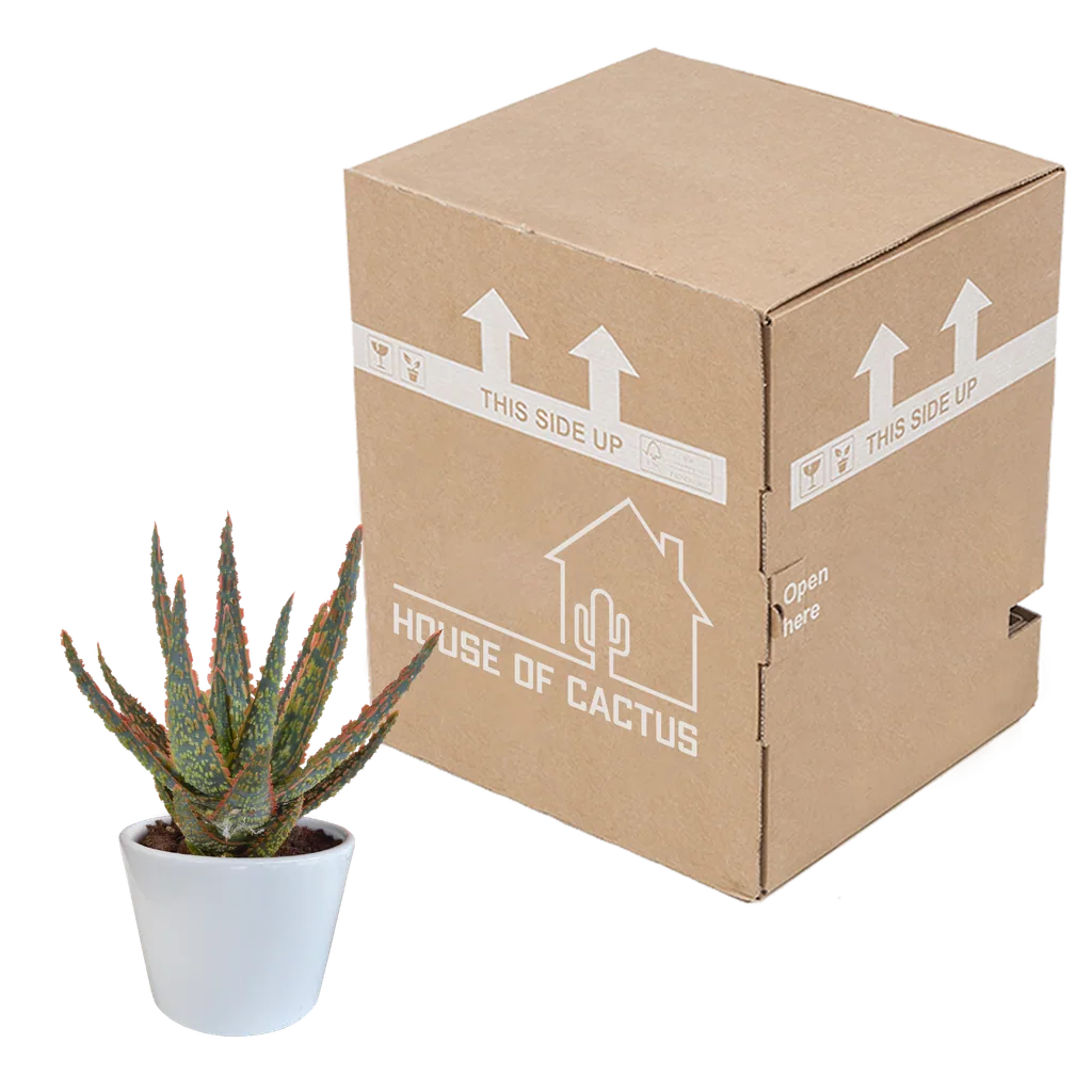 Aloe 'Dannyz' (Aloe zebrina) – pflegeleichte Zimmerpflanze, im weißen Topf