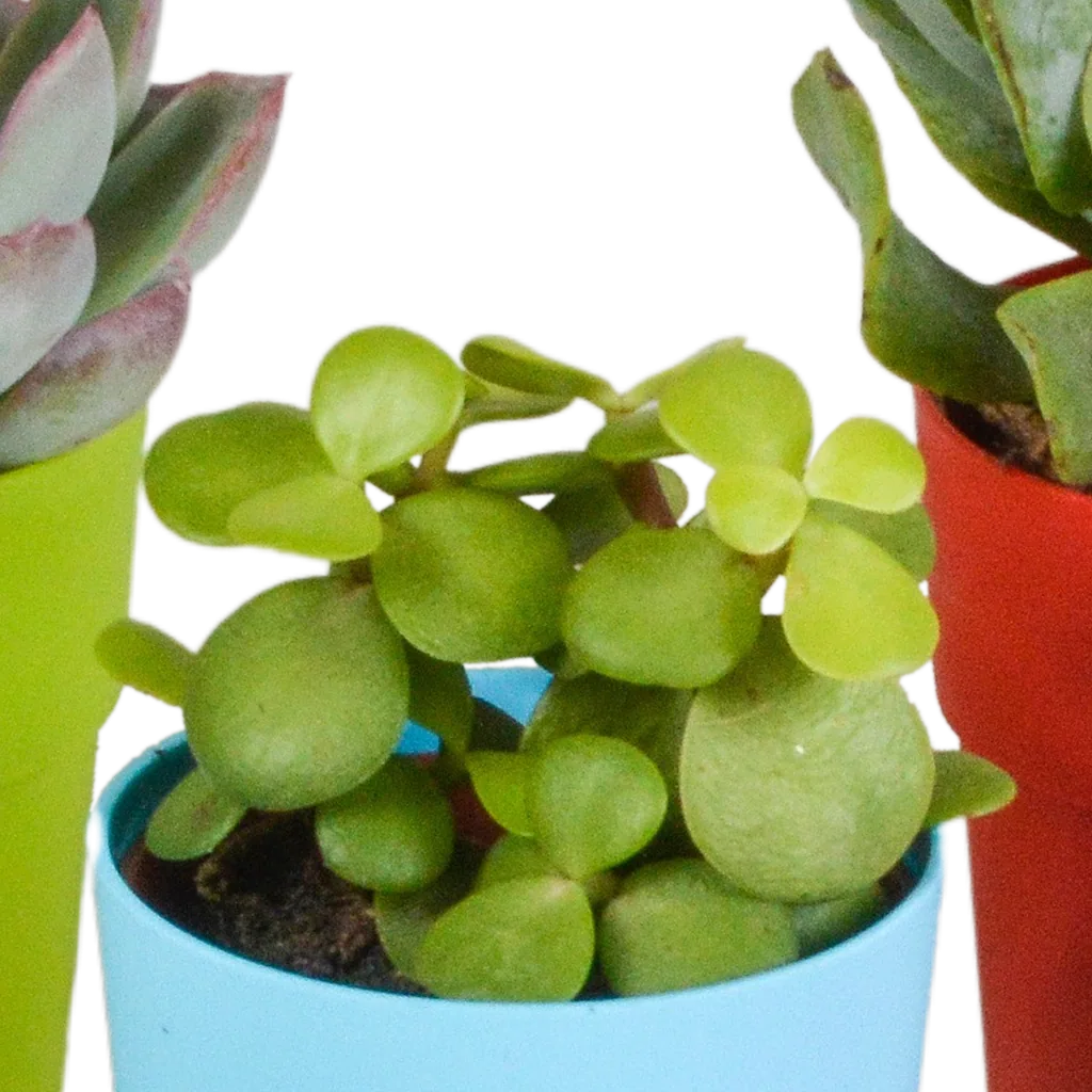 Sukkulenten-Mix 5er-Set – pflegeleichte Zimmerpflanzen, Topf-Ø 5,5 cm, im bunten Kunststofftopf