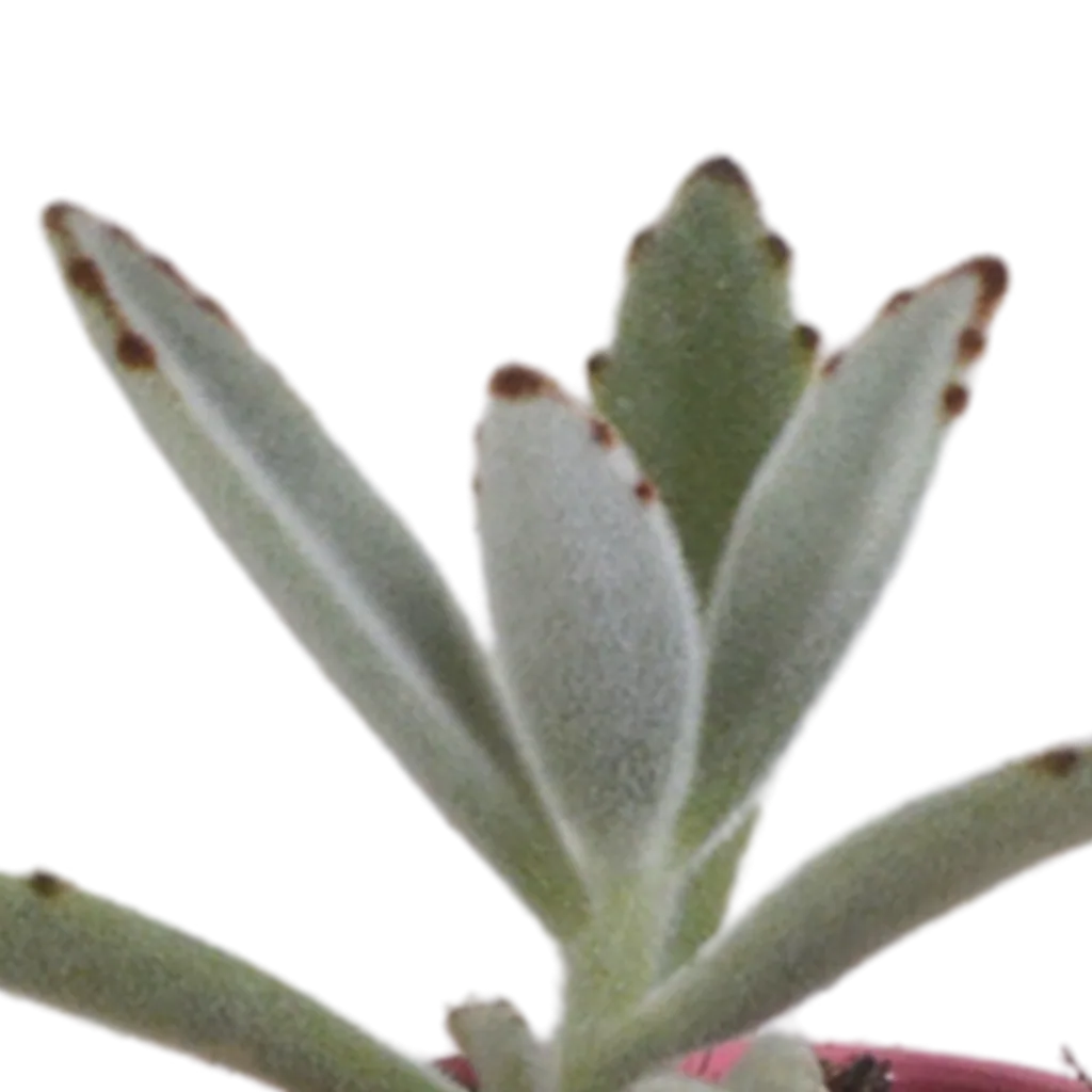 Sukkulenten-Mix 5er-Set – pflegeleichte Zimmerpflanzen, Topf-Ø 5,5 cm, im mexikanischen Topf