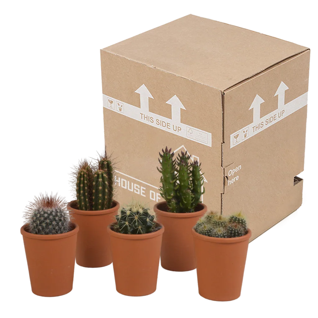 Kakteen-Mix 5er-Set – pflegeleichte Zimmerpflanzen, Topf-Ø 5,5 cm, im Terrakotta-Topf