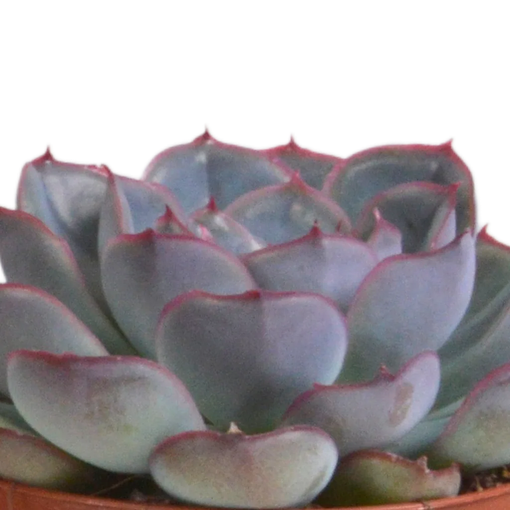 Echeverien-Mix 3er-Set – pflegeleichte Zimmerpflanzen, Topf-Ø 8,5 cm, im Terrakotta-Topf