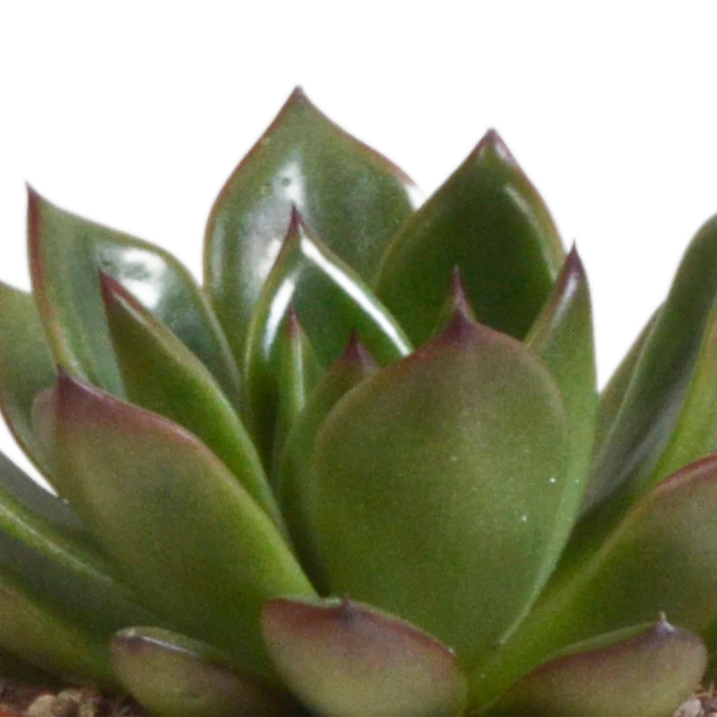Echeverien-Mix 3er-Set – pflegeleichte Zimmerpflanzen, Topf-Ø 8,5 cm, im Terrakotta-Topf