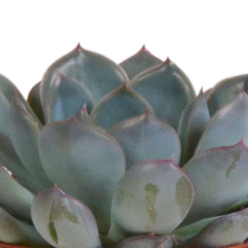 Echeverien-Mix 3er-Set – pflegeleichte Zimmerpflanzen, Topf-Ø 8,5 cm, im Terrakotta-Topf