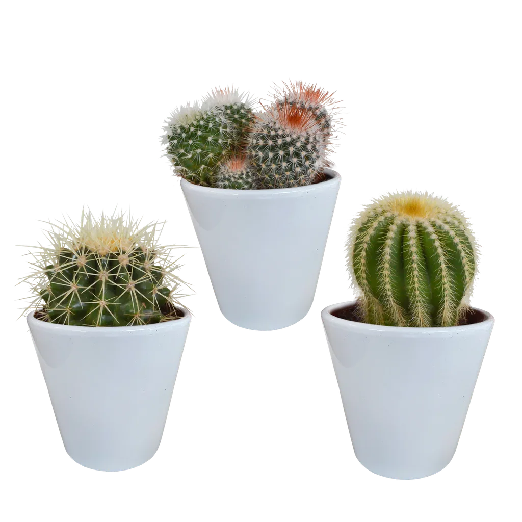 Kugelkakteen-Mix 3er-Set – pflegeleichte Zimmerpflanzen, Topf-Ø 8,5 cm, im weißen Topf