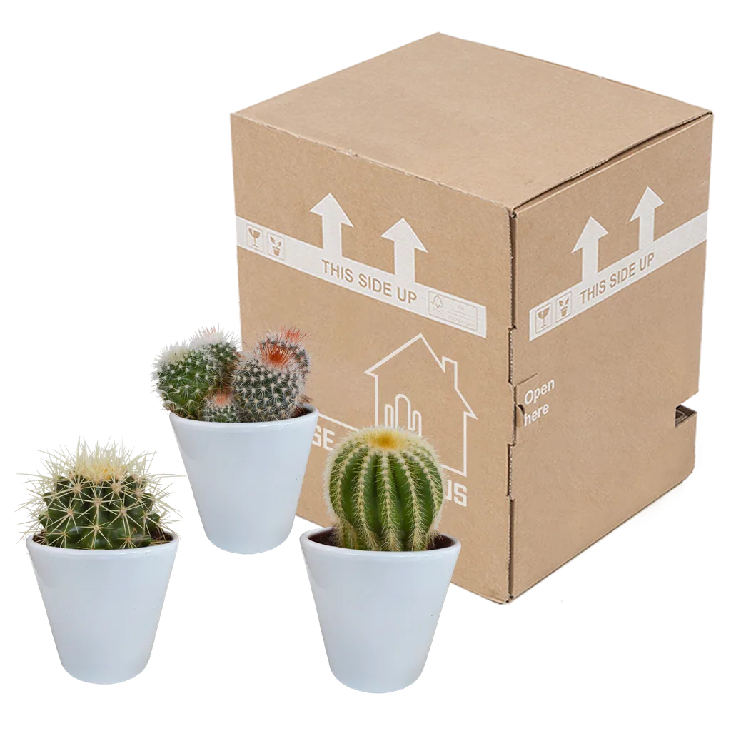 Kugelkakteen-Mix 3er-Set – pflegeleichte Zimmerpflanzen, Topf-Ø 8,5 cm, im weißen Topf
