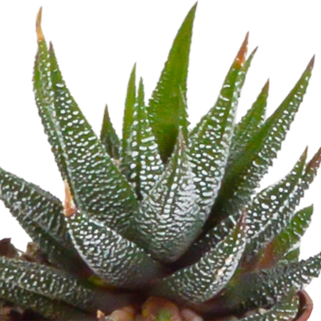 Gasterie (Gasteria bicolor) – pflegeleichte Zimmerpflanze, Höhe ca. 5,5 cm