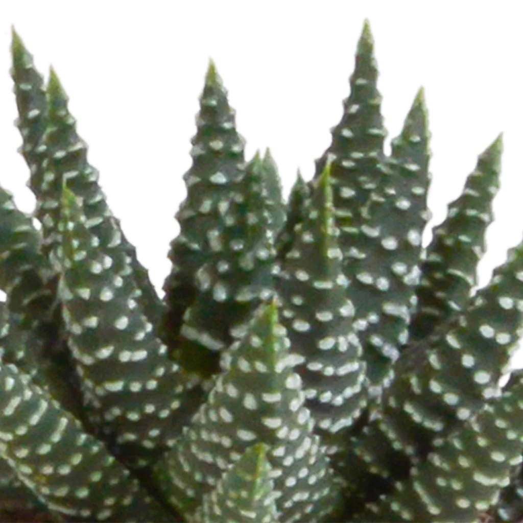 Gasterie (Gasteria bicolor) – pflegeleichte Zimmerpflanze, Höhe ca. 5,5 cm