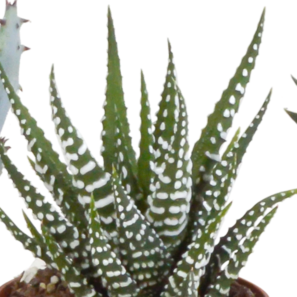 Gasterie (Gasteria bicolor) – pflegeleichte Zimmerpflanze, Höhe ca. 5,5 cm