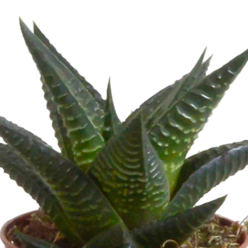 Gasterie (Gasteria bicolor) – pflegeleichte Zimmerpflanze, Höhe ca. 5,5 cm