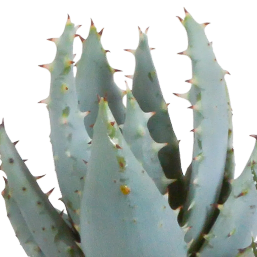 Gasterie (Gasteria bicolor) – pflegeleichte Zimmerpflanze, Höhe ca. 5,5 cm