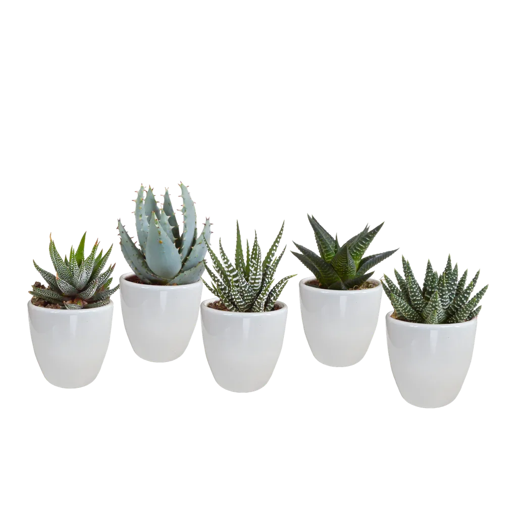 Gasterie (Gasteria bicolor) – pflegeleichte Zimmerpflanze, Höhe ca. 5,5 cm