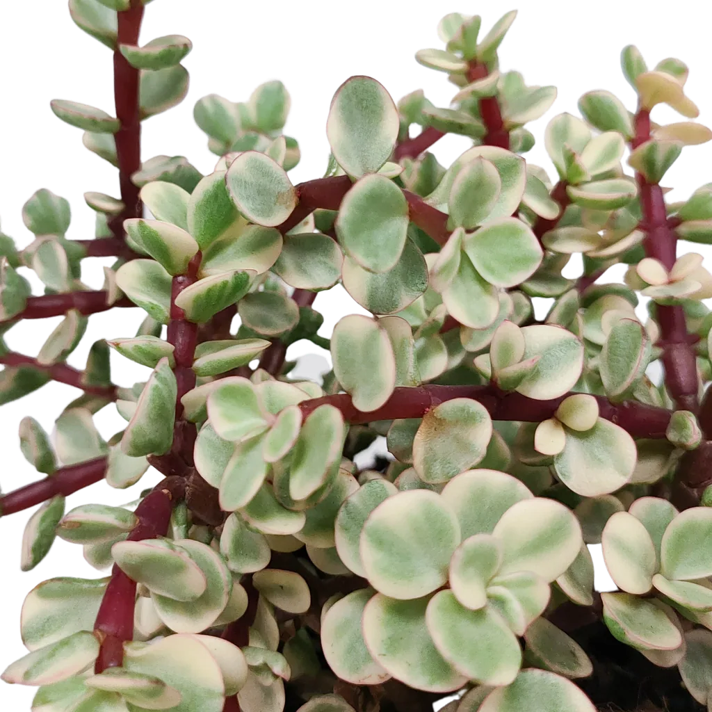 Speckbaum 'Variegata' (Portulacaria afra) – pflegeleichte Zimmerpflanze, im weißen Topf