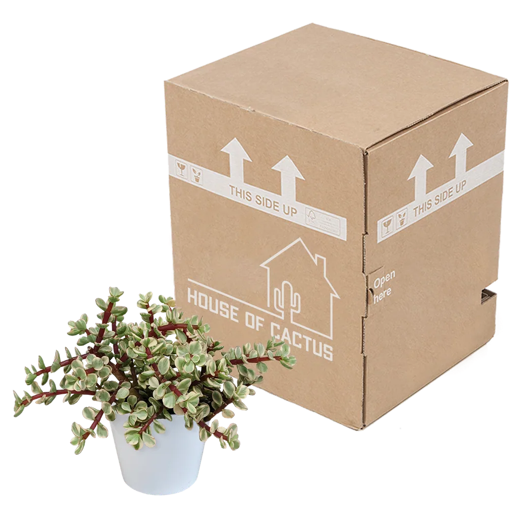 Speckbaum 'Variegata' (Portulacaria afra) – pflegeleichte Zimmerpflanze, im weißen Topf