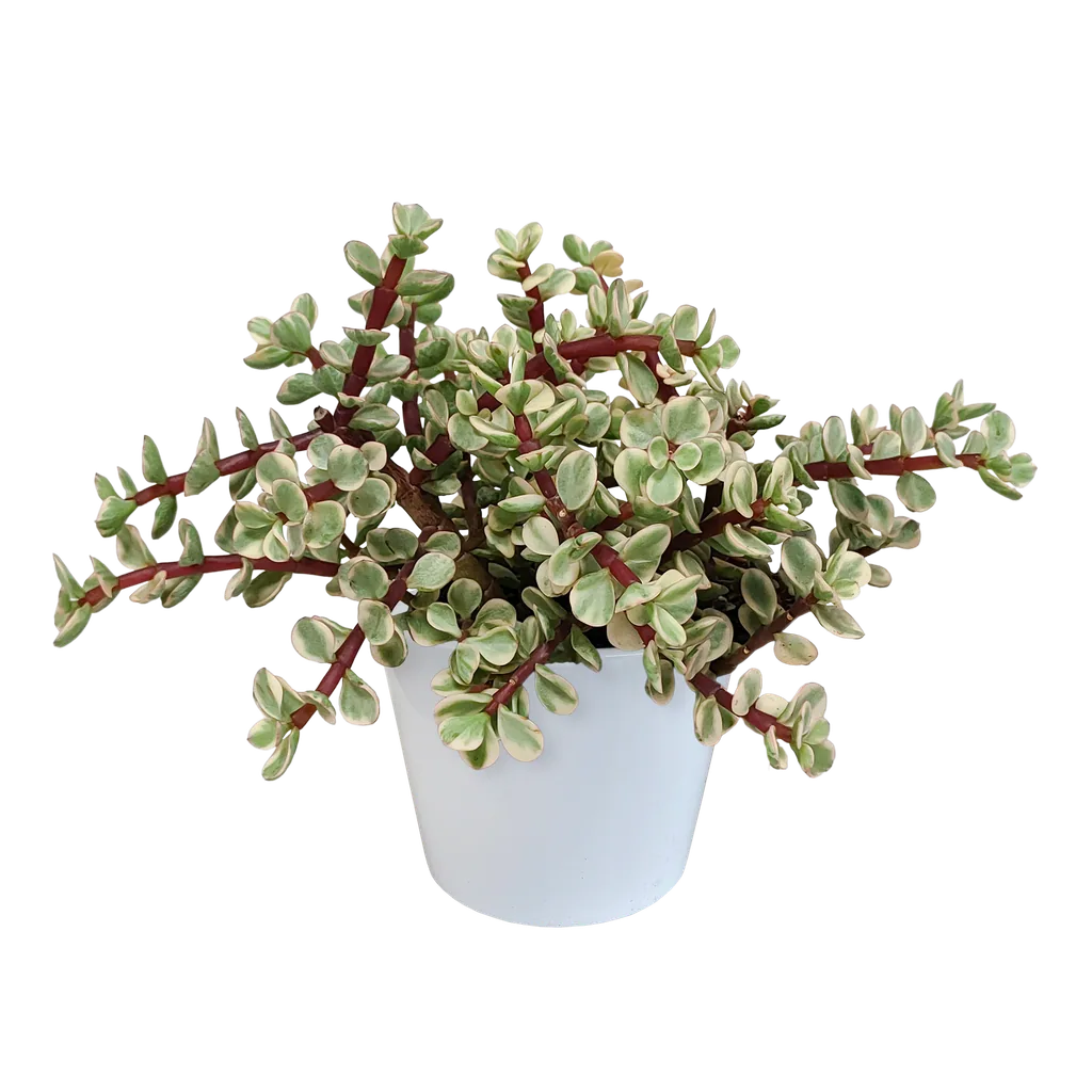 Speckbaum 'Variegata' (Portulacaria afra) – pflegeleichte Zimmerpflanze, im weißen Topf