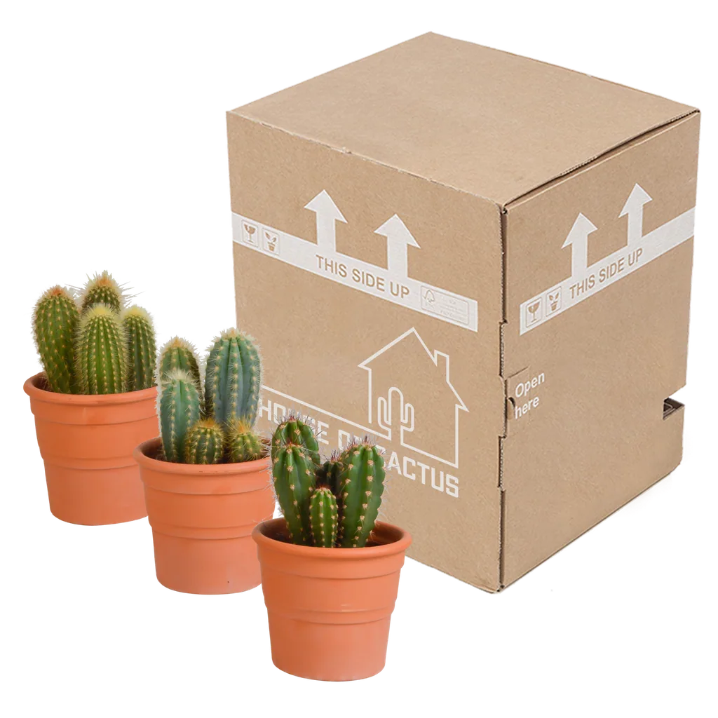 Säulenkakteen-Mix (Cereus) 3er-Set – pflegeleichte Zimmerpflanzen, Topf-Ø 10,5 cm, im Terrakotta-Topf