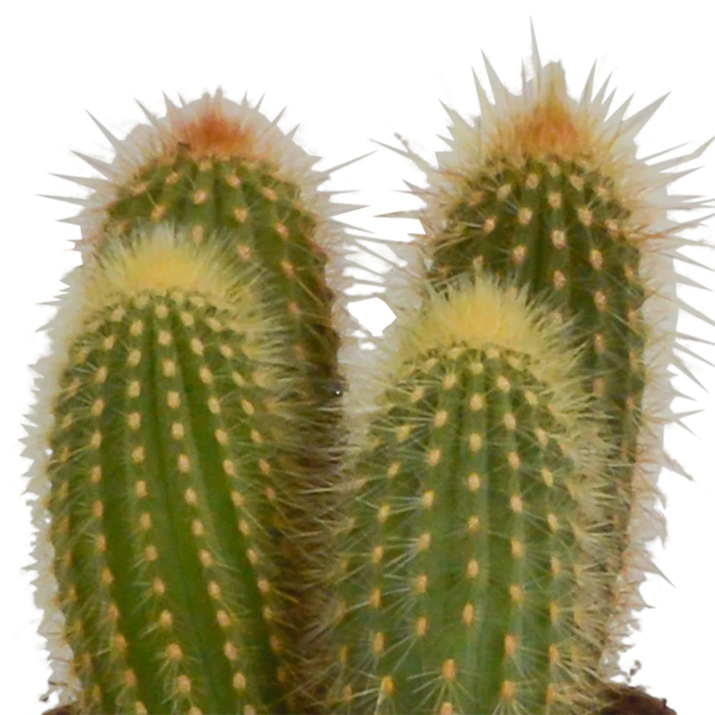 Säulenkakteen-Mix (Cereus) 3er-Set – pflegeleichte Zimmerpflanzen, Topf-Ø 10,5 cm, im Terrakotta-Topf