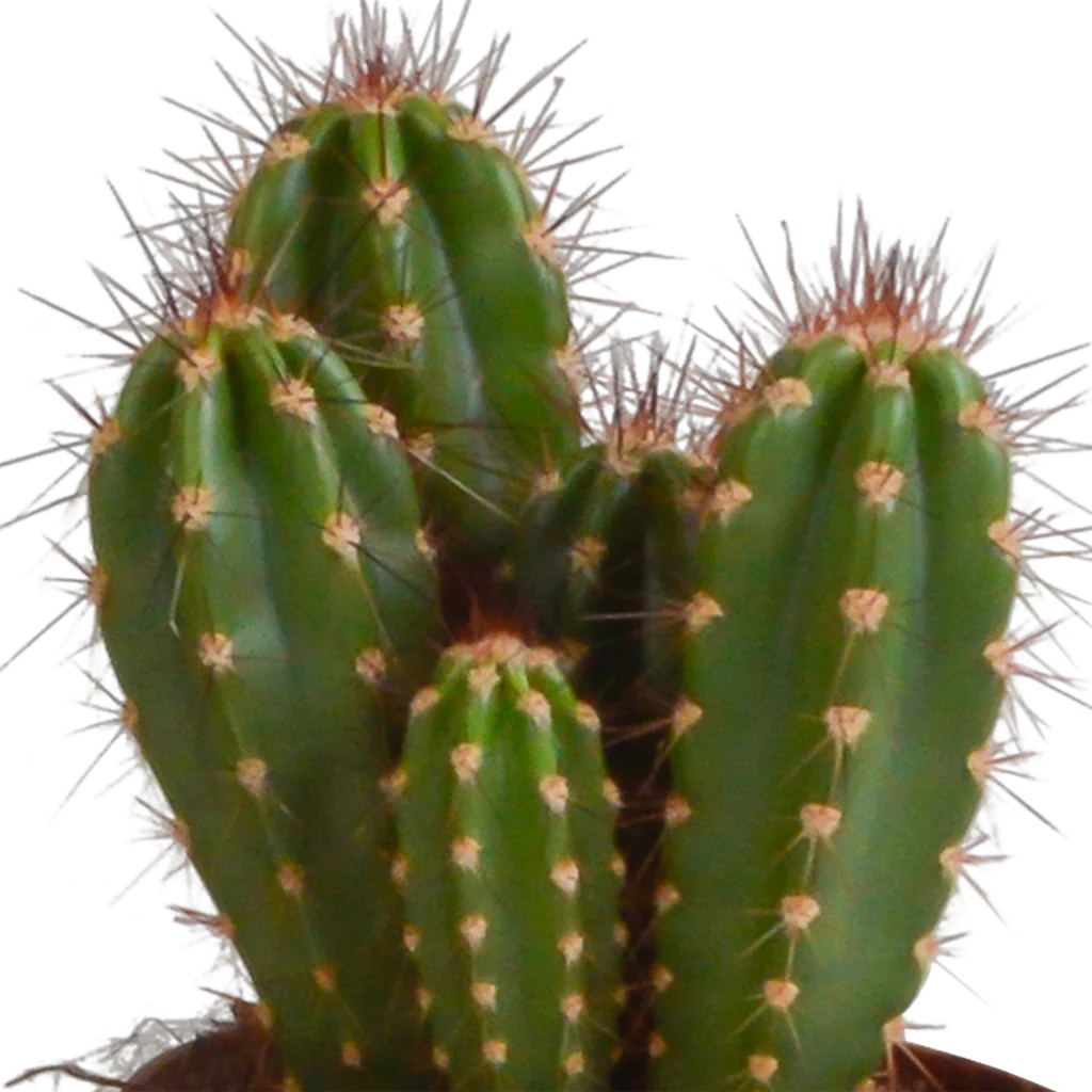 Säulenkakteen-Mix (Cereus) 3er-Set – pflegeleichte Zimmerpflanzen, Topf-Ø 10,5 cm, im Terrakotta-Topf