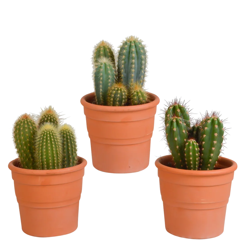 Säulenkakteen-Mix (Cereus) 3er-Set – pflegeleichte Zimmerpflanzen, Topf-Ø 10,5 cm, im Terrakotta-Topf