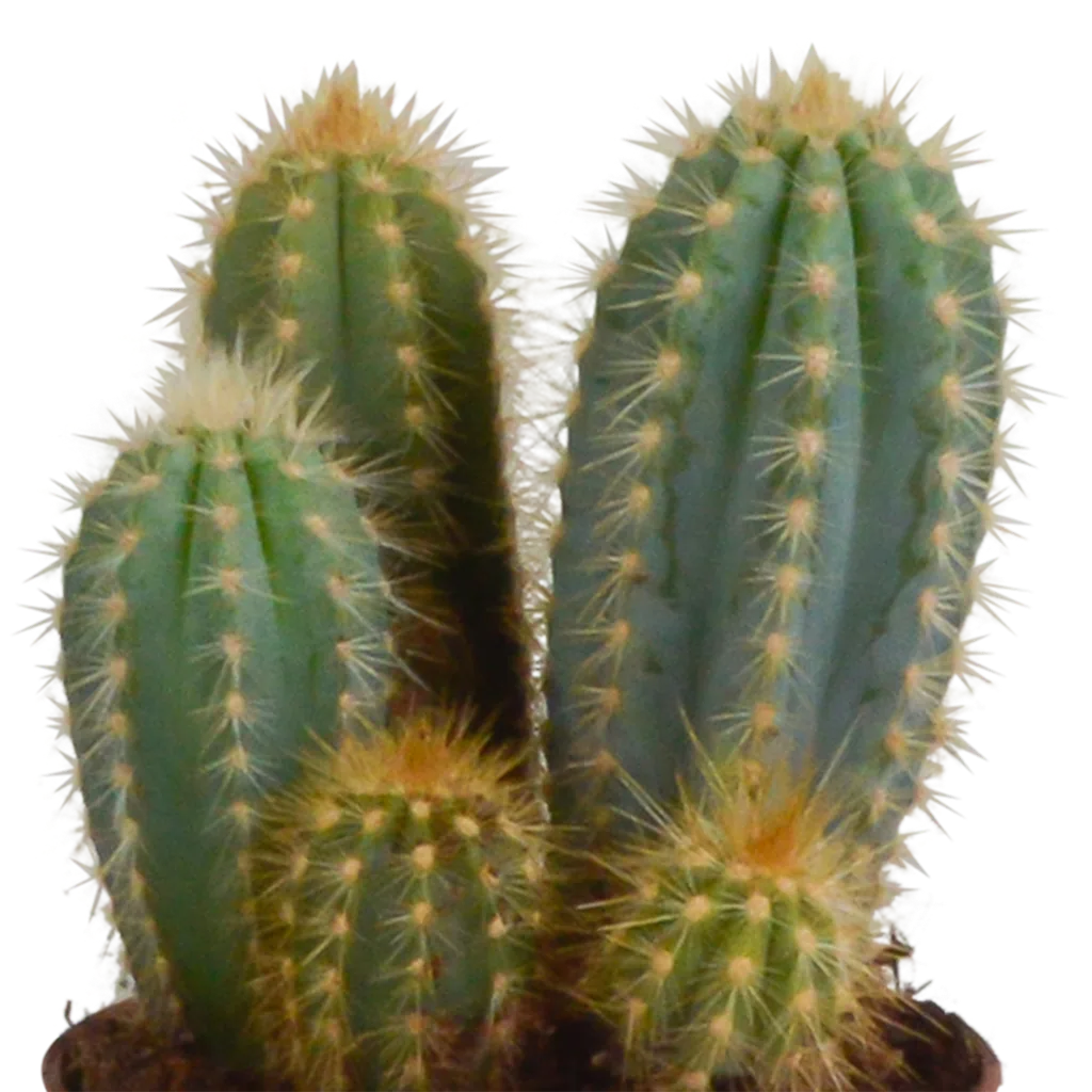 Säulenkakteen-Mix (Cereus) 3er-Set – pflegeleichte Zimmerpflanzen, Topf-Ø 10,5 cm, im Terrakotta-Topf